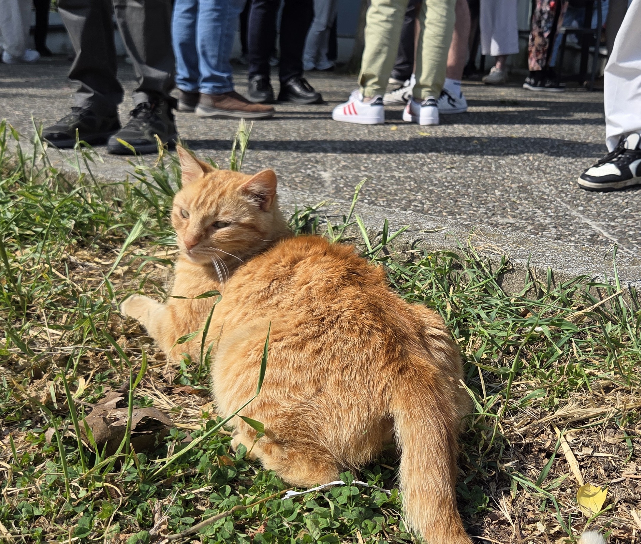 dion_cat